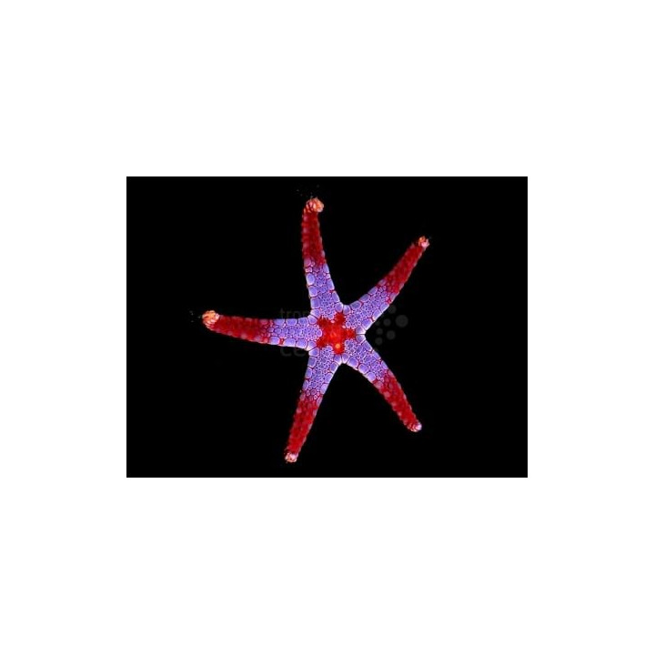 Fromia cf monilis - Pearl Starfish