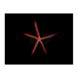Linckia multifora - Picasso Starfish