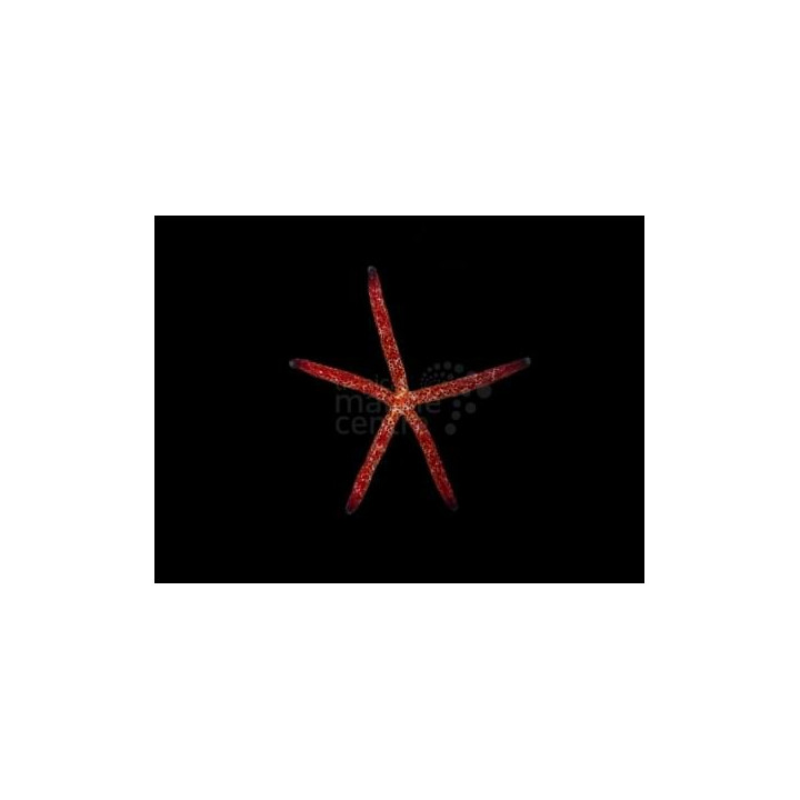 Linckia multifora - Picasso Starfish