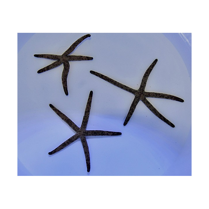 Linckia multifora - Picasso Starfish