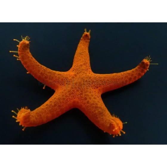 Fromia indica - Red Starfish