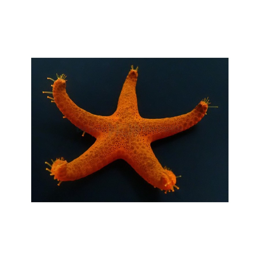 Fromia indica - Red Starfish