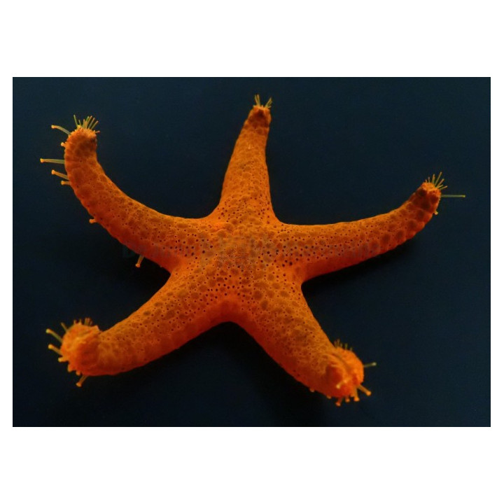 Fromia indica - Red Starfish