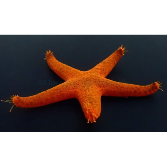 Fromia indica - Red Starfish