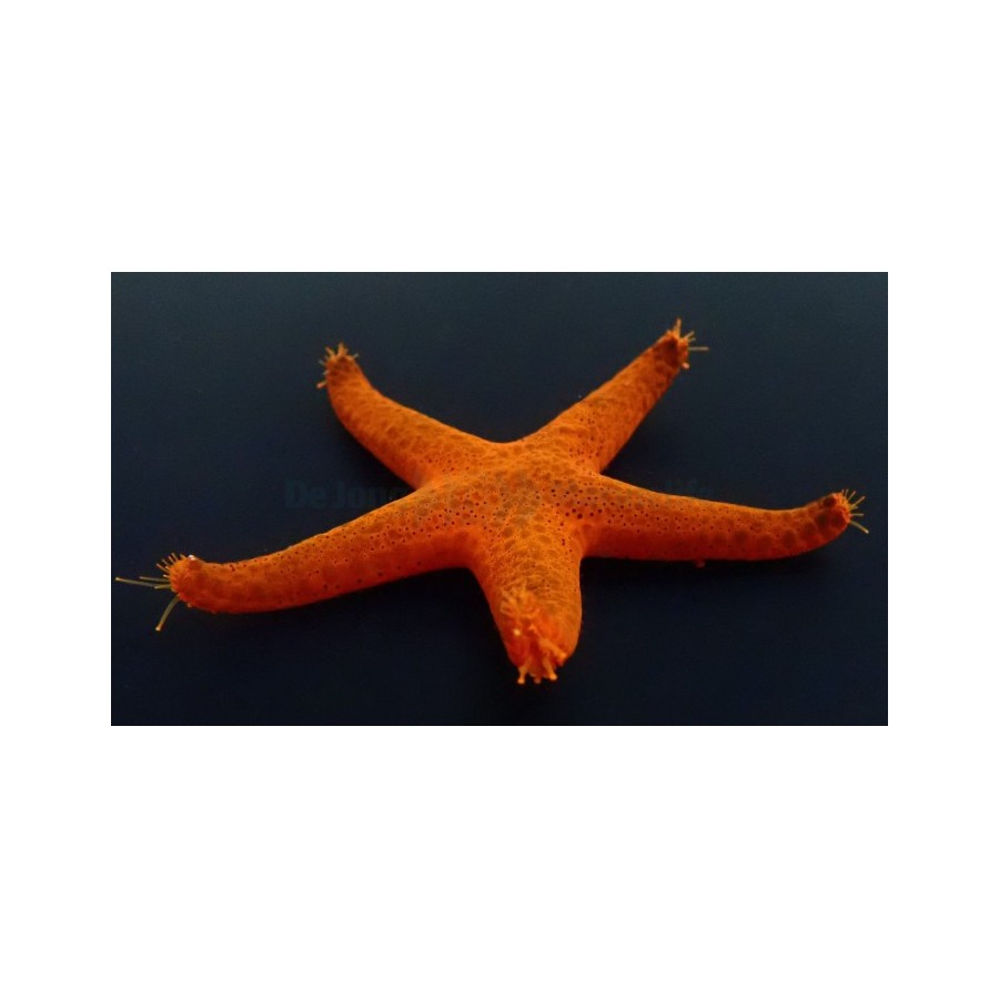 Fromia indica - Red Starfish