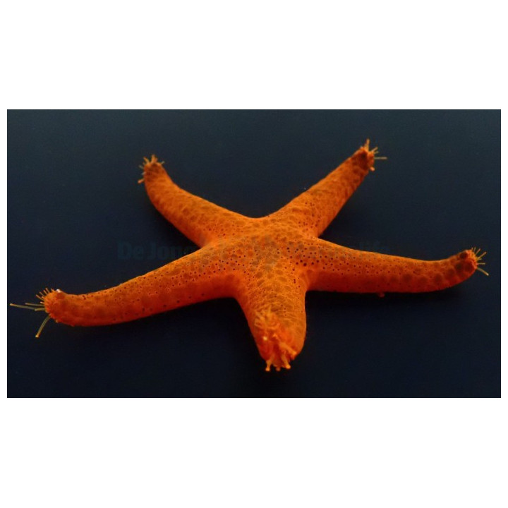Fromia indica - Red Starfish