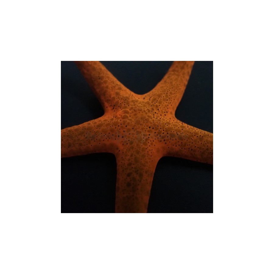 Fromia indica - Red Starfish