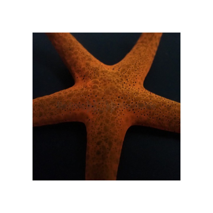 Fromia indica - Red Starfish