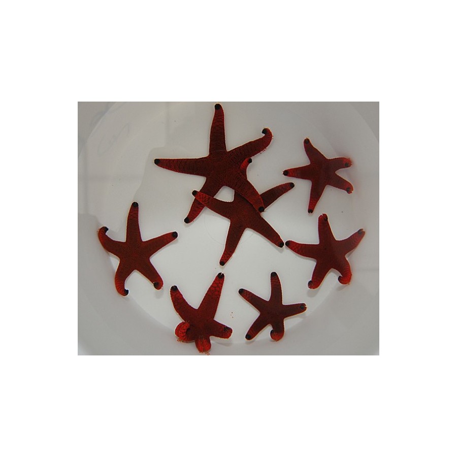 Fromia indica - Red Starfish