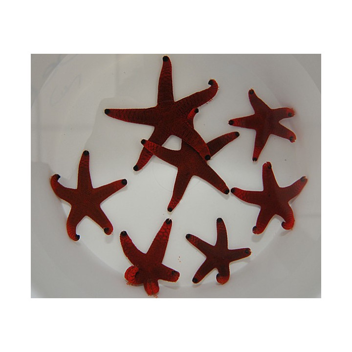 Fromia indica - Red Starfish