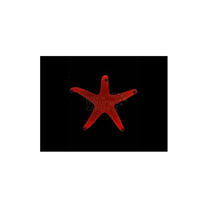 Fromia indica - Red Starfish
