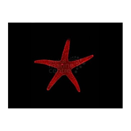 Fromia milleporella - Red Starfish - Spotted