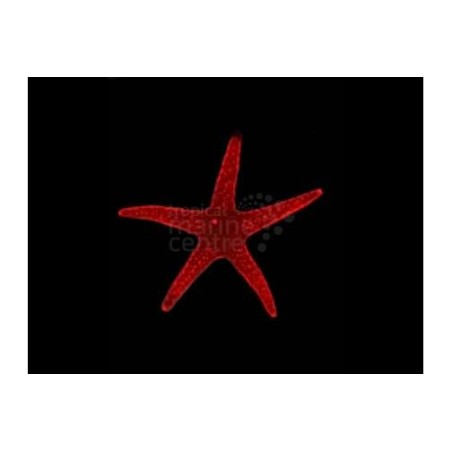 Fromia milleporella - Red Starfish - Spotted