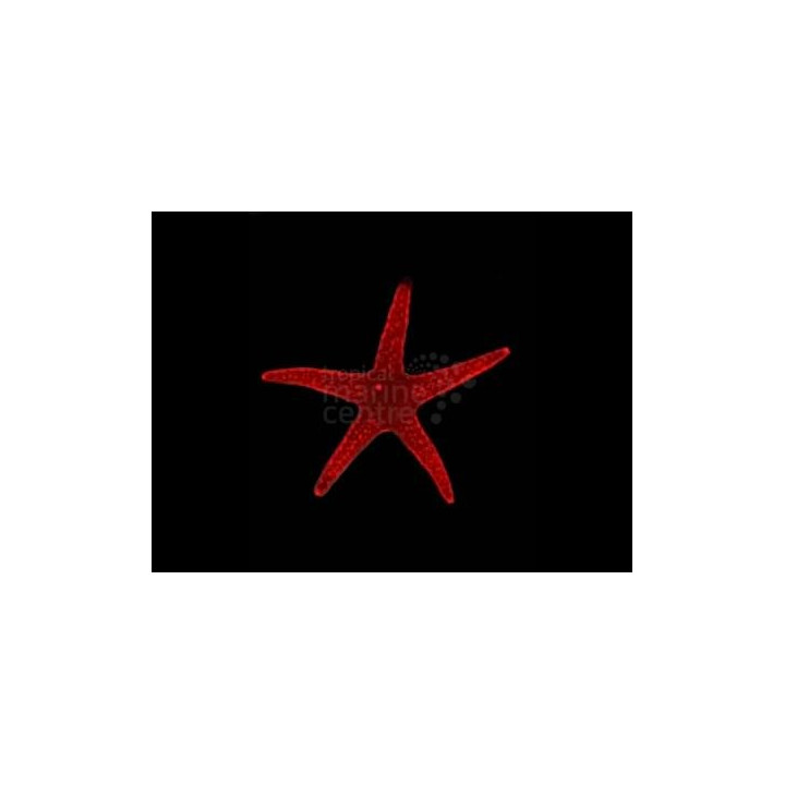 Fromia milleporella - Red Starfish - Spotted