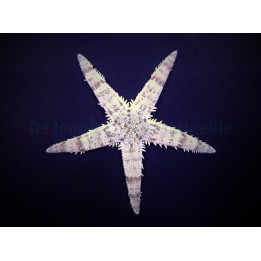 Archaster typicus – Sand Sifting Starfish | Reef safe pohjapuhdistaja