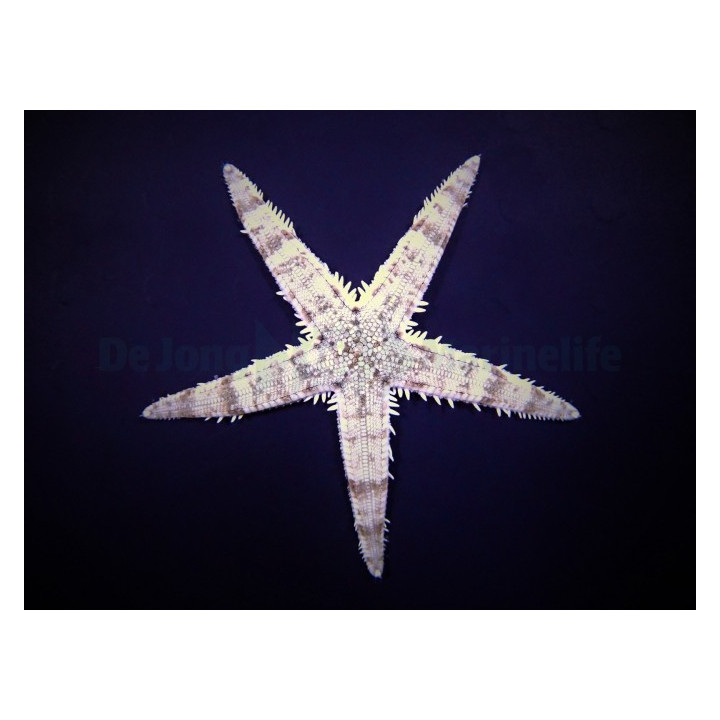 Archaster typicus - Sand Sifting Starfish - Melanesia