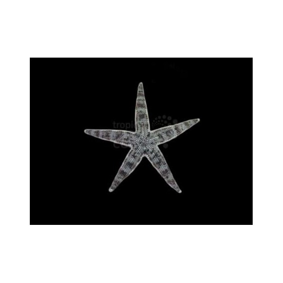 Archaster typicus - Sand Sifting Starfish - Melanesia