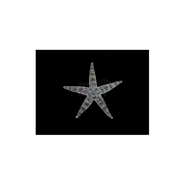 Archaster typicus - Sand Sifting Starfish - Melanesia