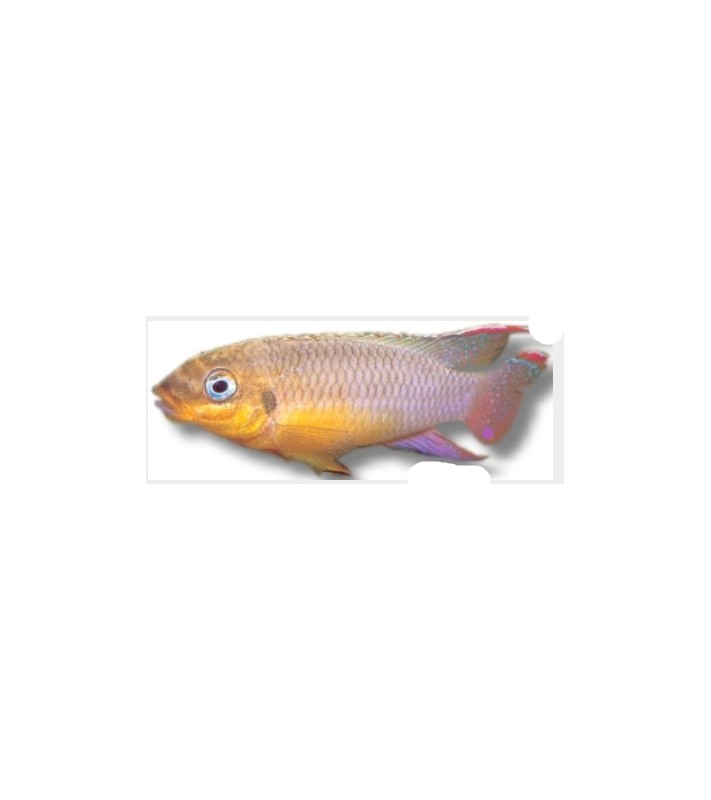 Pelvicachromis taeniatus lobe 3 - 4 cm