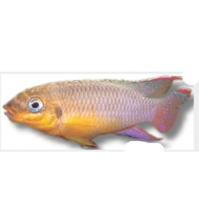 Pelvicachromis taeniatus lobe XL