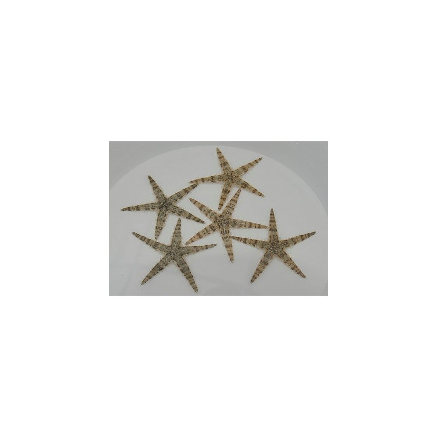 Archaster typicus - Sand Sifting Starfish - Melanesia