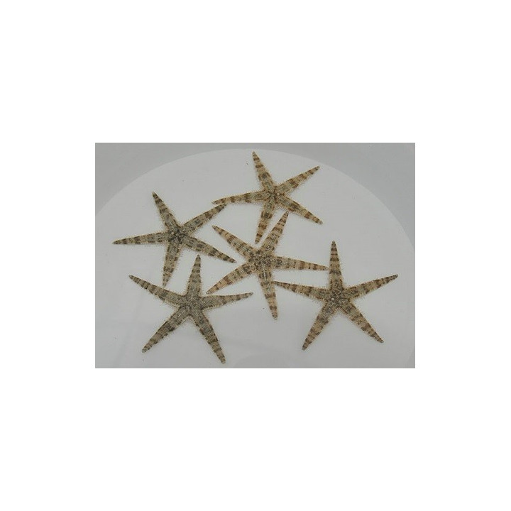Archaster typicus - Sand Sifting Starfish - Melanesia