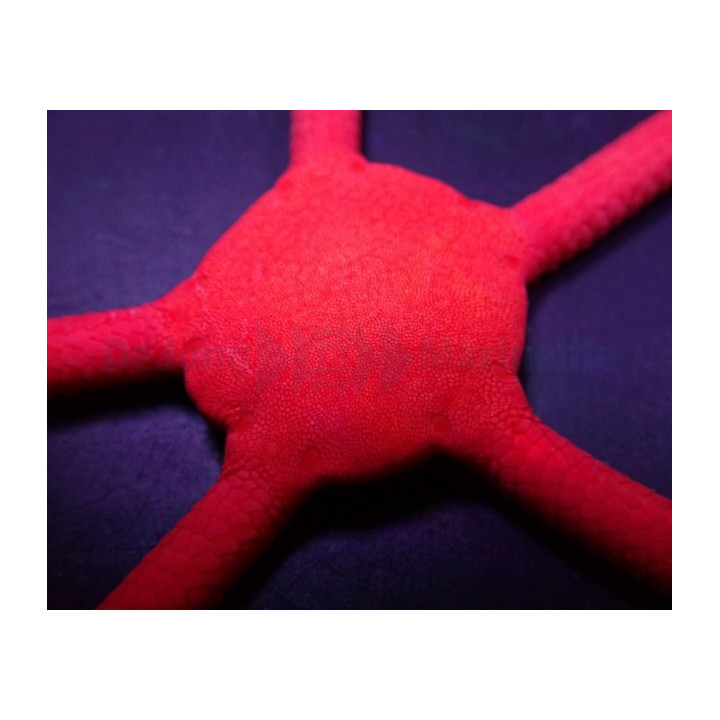 Ophioderma rubicundum - Scarlet Serpent Starfish