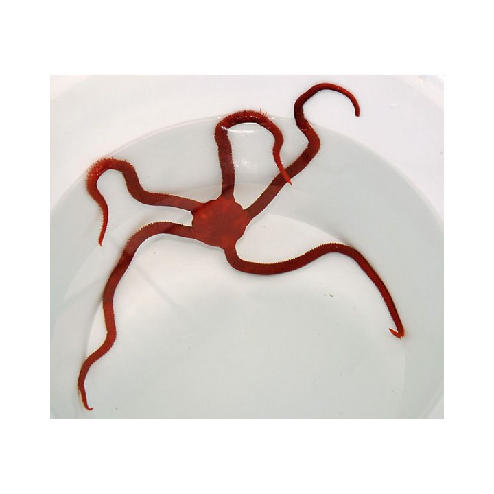 Ophioderma rubicundum - Scarlet Serpent Starfish