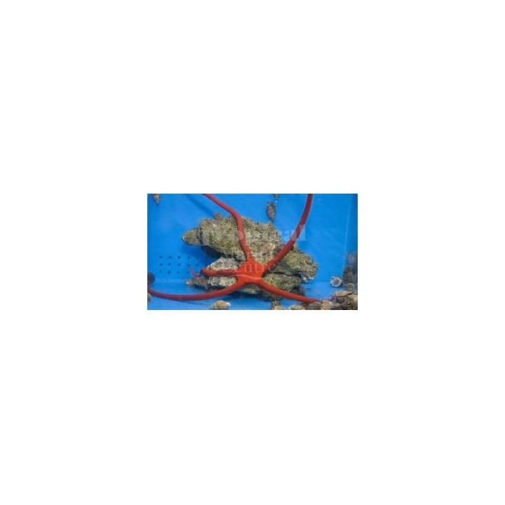 Ophioderma rubicundum - Scarlet Serpent Starfish