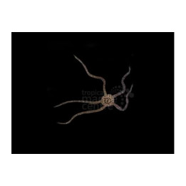 Ophioderma spp. - Serpent Starfish