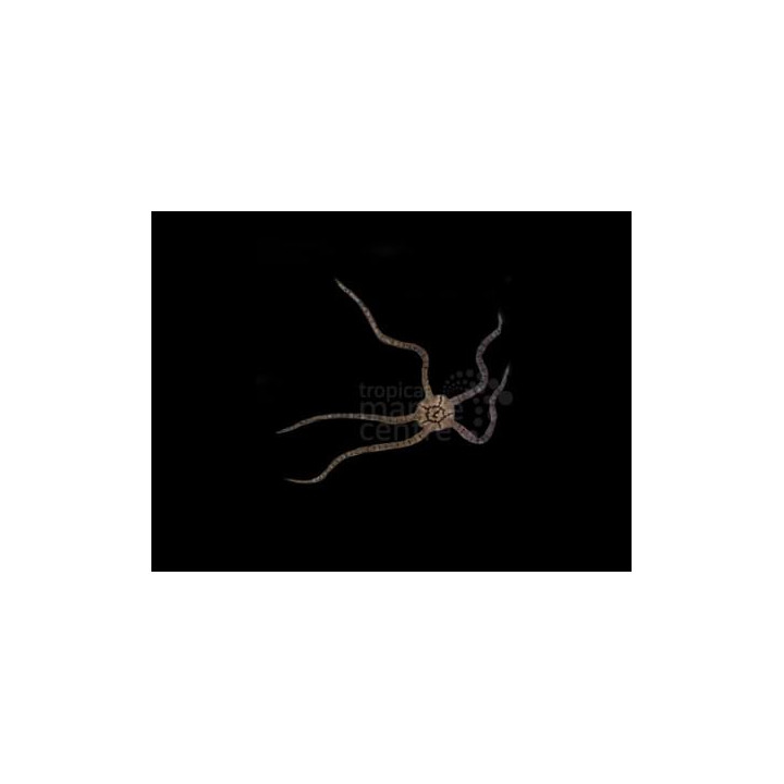 Ophioderma spp. - Serpent Starfish