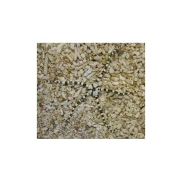 Ophioderma appressum - Serpent Starfish - Minstral