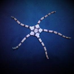 Ophiolepis superba – Tiger Serpent Starfish | Nopea ja hyödyllinen reef safe -meritähti