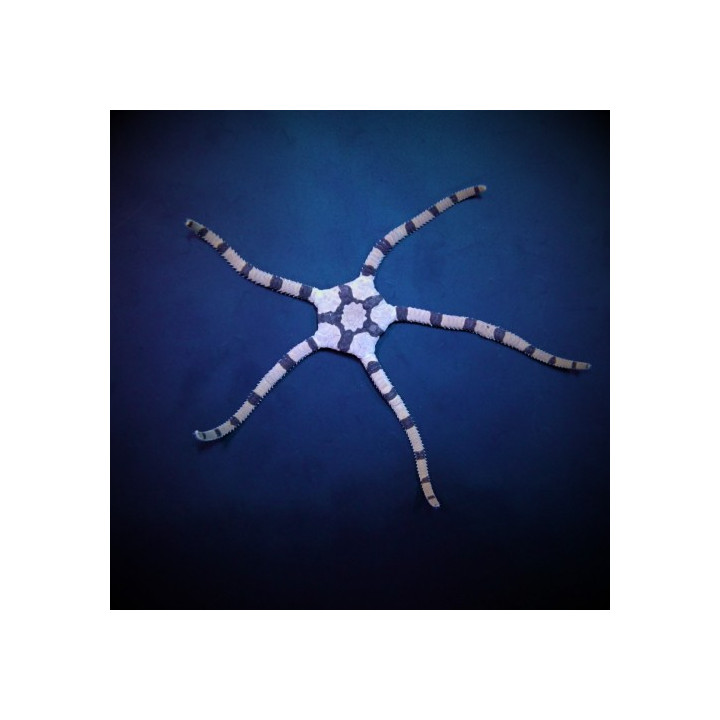 Ophiolepis superba – Tiger Serpent Starfish | Nopea ja hyödyllinen reef safe -meritähti