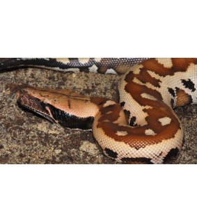 Python curtus 40-50 cm