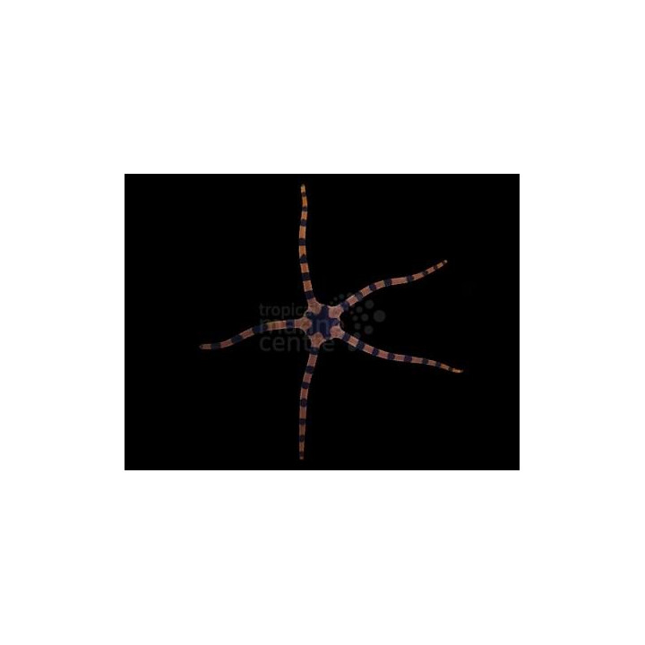 Ophiolepis superba – Tiger Serpent Starfish | Nopea ja hyödyllinen reef safe -meritähti
