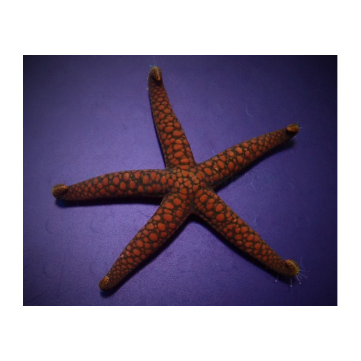 Nardoa spp