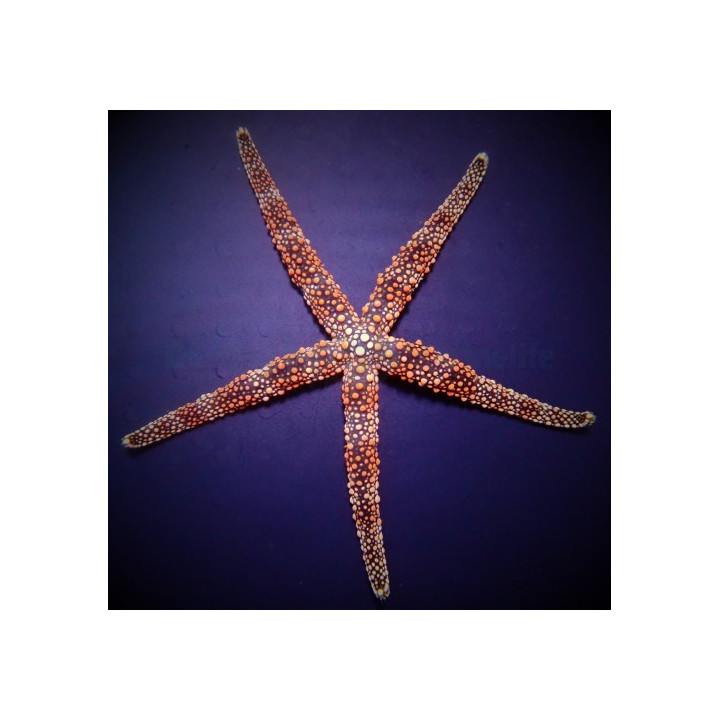 Nardoa spp