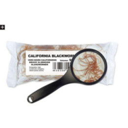 Elävä mustamadot 90ml/25 st -