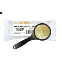 Elävä valkomadot 90ml/25 st -