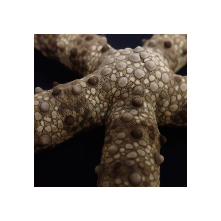 Nardoa spp