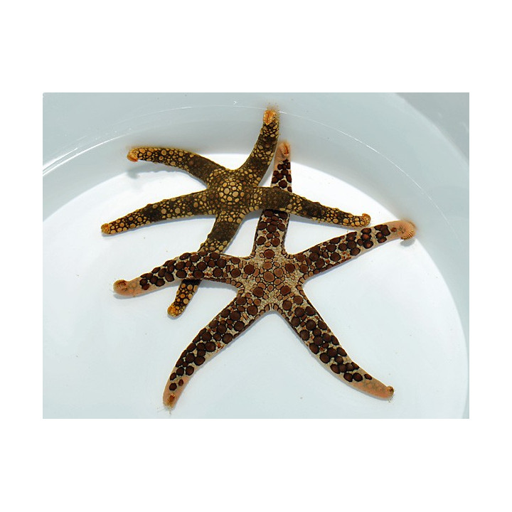 Nardoa spp