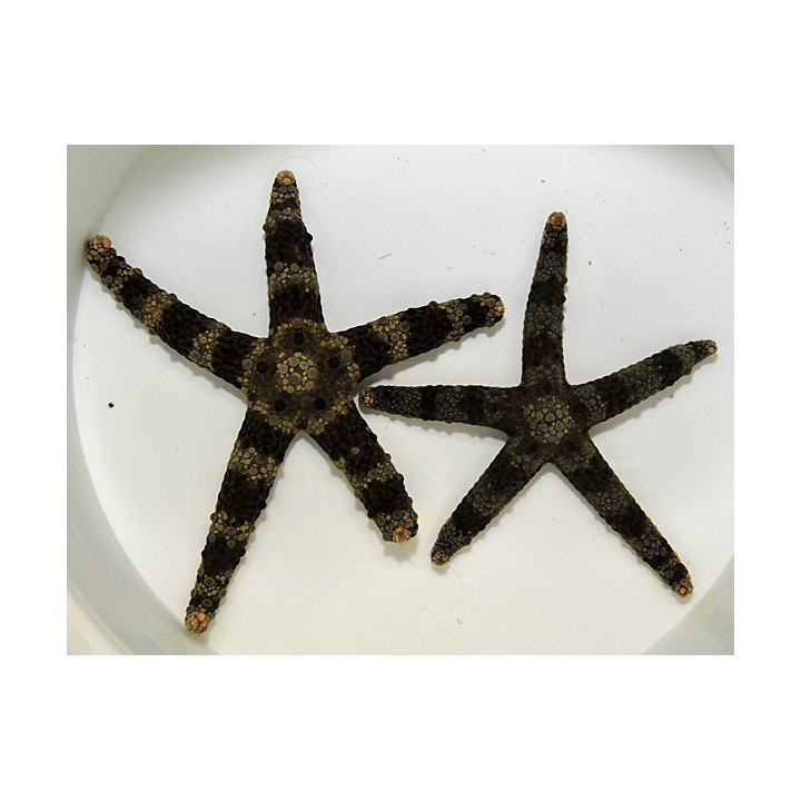 Nardoa spp