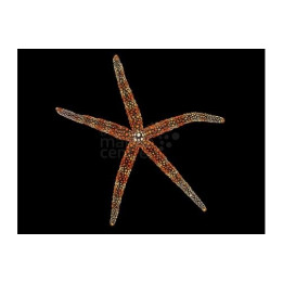 Gomophia spp. - Spikey Starfish - Coloured