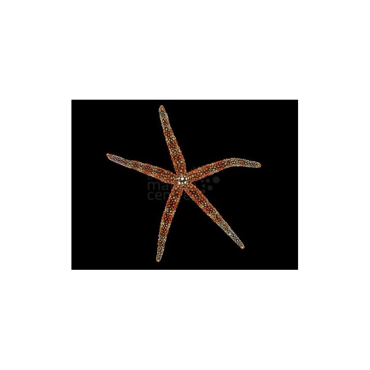 Gomophia spp. - Spikey Starfish - Coloured
