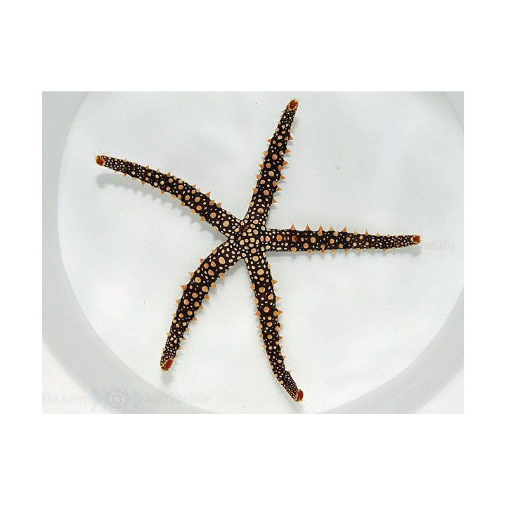 Gomophia egyptiaca