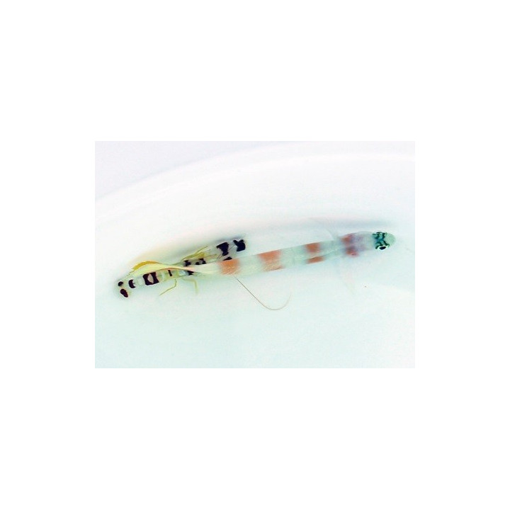 Amblyeleotris yanoi + Alpheus randalli