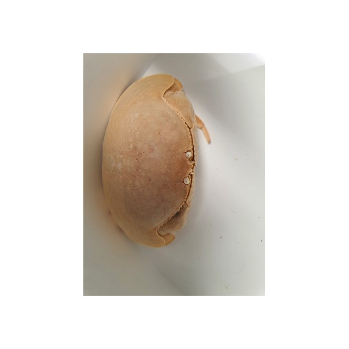 Calappa calappa