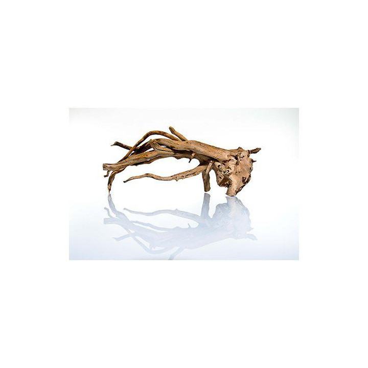 Talawa wood 50 - 70cm -