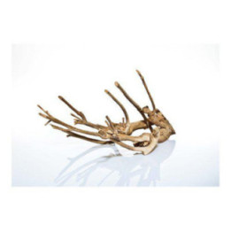 Talawa wood 80 - 100cm -